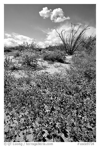 Desert wildflowers and Ocatillo. Anza Borrego Desert State Park, California, USA