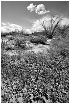 Desert wildflowers and Ocatillo. Anza Borrego Desert State Park, California, USA (black and white)