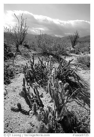 Cactus in bloom and Ocatillo,. Anza Borrego Desert State Park, California, USA (black and white)