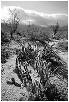 Cactus in bloom and Ocatillo,. Anza Borrego Desert State Park, California, USA (black and white)