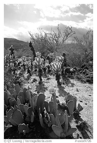 Cactus in bloom and Ocatillo,. Anza Borrego Desert State Park, California, USA