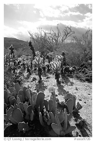 Cactus in bloom and Ocatillo,. Anza Borrego Desert State Park, California, USA (black and white)