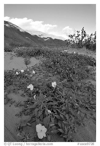 Daturas and pink wildflowers, evening. Anza Borrego Desert State Park, California, USA