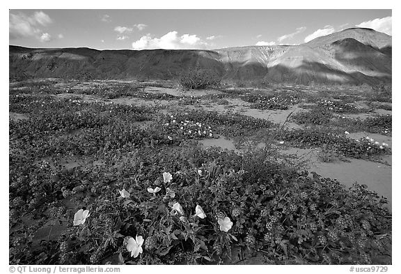 Daturas and wildflowers evening. Anza Borrego Desert State Park, California, USA (black and white)