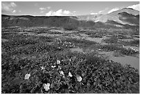 Daturas and wildflowers evening. Anza Borrego Desert State Park, California, USA ( black and white)