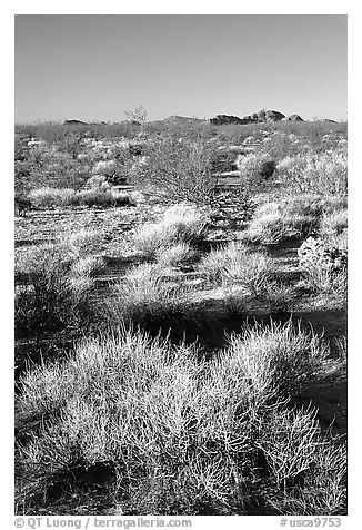 Desert grasslands. Mojave National Preserve, California, USA