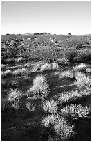 Sage bushes on flats. Mojave National Preserve, California, USA (black and white)