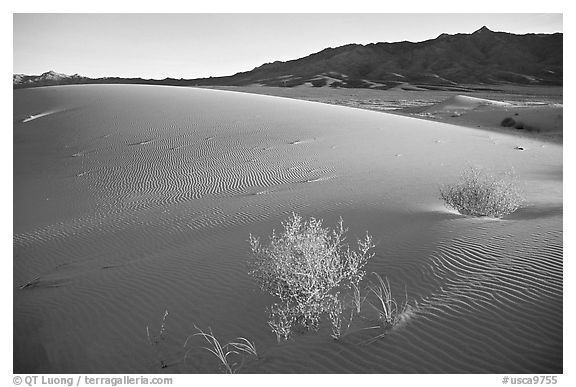 Kelso Dunes, sunset. Mojave National Preserve, California, USA (black and white)