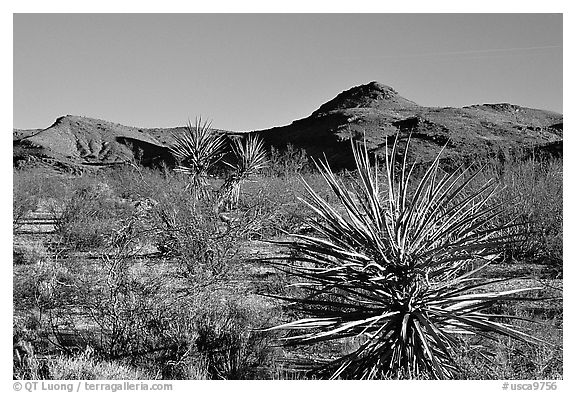 High desert landscape. Mojave National Preserve, California, USA (black and white)