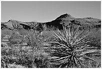 High desert landscape. Mojave National Preserve, California, USA ( black and white)