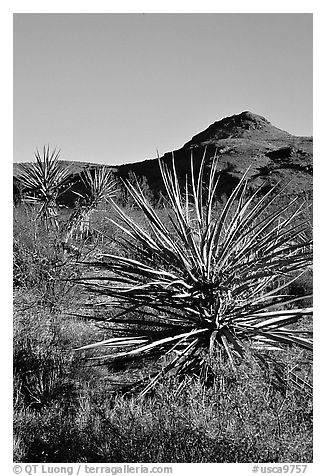 Yuccas and Cima Mountains. Mojave National Preserve, California, USA