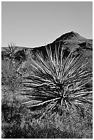 Yuccas and Cima Mountains. Mojave National Preserve, California, USA (black and white)