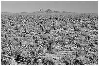 Joshua Trees and Cima Mountains. Mojave National Preserve, California, USA (black and white)