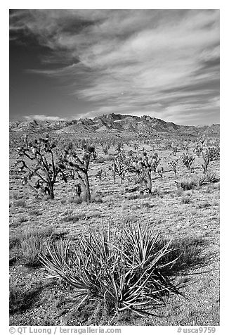 Yuccas, Joshua Trees and Cima Mountains. Mojave National Preserve, California, USA