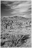 Yuccas, Joshua Trees and Cima Mountains. Mojave National Preserve, California, USA (black and white)