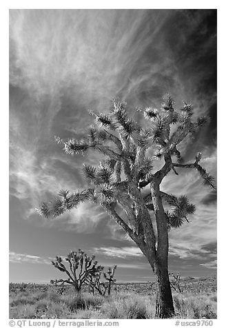 Joshua Trees and clouds. Mojave National Preserve, California, USA (black and white)