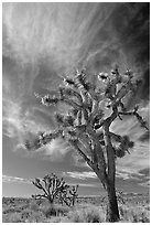 Joshua Trees and clouds. Mojave National Preserve, California, USA ( black and white)