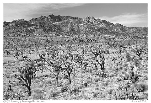 Joshua Trees and Cima Mountains. Mojave National Preserve, California, USA (black and white)