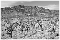 Joshua Trees and Cima Mountains. Mojave National Preserve, California, USA (black and white)
