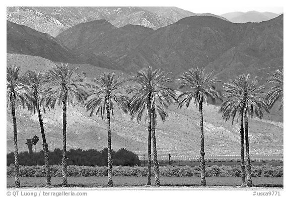 Palm trees and fields in oasis, Imperial Valley. California, USA (black and white)