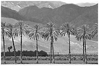 Palm trees and fields in oasis, Imperial Valley. California, USA ( black and white)