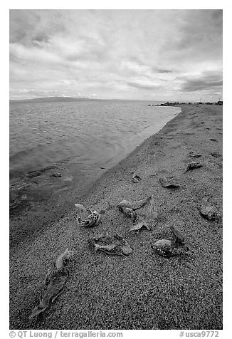 Dead fish on the shores of Salton Sea. California, USA (black and white)