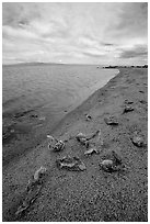 Dead fish on the shores of Salton Sea. California, USA (black and white)