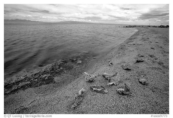 Dead fish on the shores of Salton Sea. California, USA (black and white)