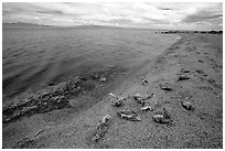 Dead fish on the shores of Salton Sea. California, USA ( black and white)