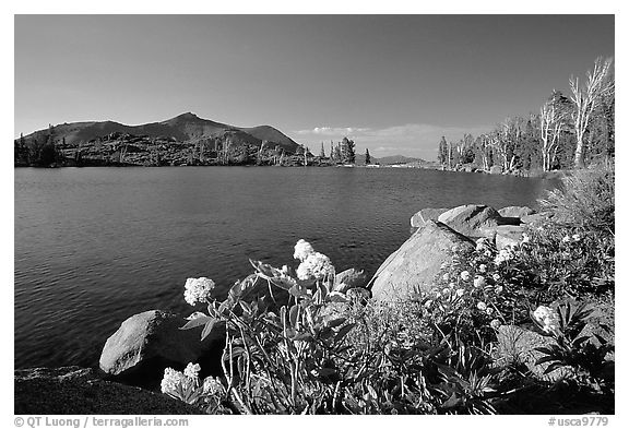 Flowers on the edge of Frog Lake, afternoon. Mokelumne Wilderness, Eldorado National Forest, California, USA (black and white)