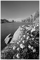 Flowers on the edge of Frog Lake. Mokelumne Wilderness, Eldorado National Forest, California, USA ( black and white)