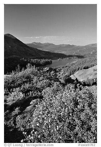 Flowers and Red Lake in the distance. Mokelumne Wilderness, Eldorado National Forest, California, USA (black and white)