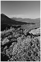 Flowers and Red Lake in the distance. Mokelumne Wilderness, Eldorado National Forest, California, USA ( black and white)