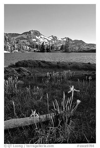 Wild Iris and Frog Lake, afternoon. Mokelumne Wilderness, Eldorado National Forest, California, USA (black and white)