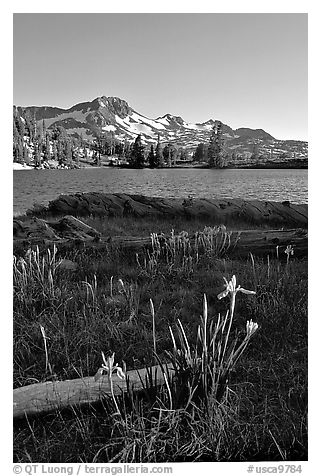 Wild Iris and Frog Lake, afternoon. Mokelumne Wilderness, Eldorado National Forest, California, USA