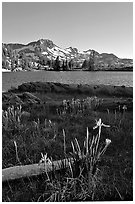 Wild Iris and Frog Lake, afternoon. Mokelumne Wilderness, Eldorado National Forest, California, USA ( black and white)