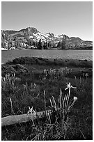 Wild Iris and Frog Lake, afternoon. Mokelumne Wilderness, Eldorado National Forest, California, USA (black and white)