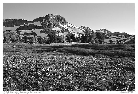 Meadow carpeted with flowers below Round Top Mountain. Mokelumne Wilderness, Eldorado National Forest, California, USA (black and white)
