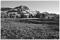 Meadow carpeted with flowers below Round Top Mountain. Mokelumne Wilderness, Eldorado National Forest, California, USA (black and white)