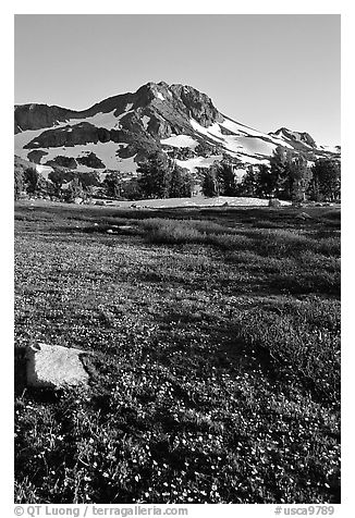 Meadow carpeted with flowers below Round Top Peak. Mokelumne Wilderness, Eldorado National Forest, California, USA (black and white)