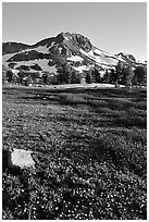 Meadow carpeted with flowers below Round Top Peak. Mokelumne Wilderness, Eldorado National Forest, California, USA (black and white)