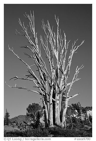 Standing tree squeleton. Mokelumne Wilderness, Eldorado National Forest, California, USA