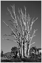 Standing tree squeleton. Mokelumne Wilderness, Eldorado National Forest, California, USA ( black and white)