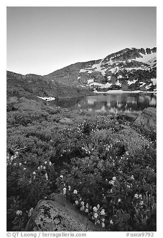 Flowers near Winnemucca Lake, sunset. Mokelumne Wilderness, Eldorado National Forest, California, USA (black and white)