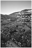 Flowers near Winnemucca Lake, sunset. Mokelumne Wilderness, Eldorado National Forest, California, USA ( black and white)