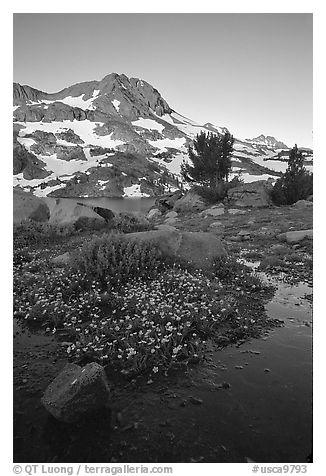 Flowers and Round Top Mountain, sunrise. Mokelumne Wilderness, Eldorado National Forest, California, USA (black and white)