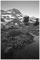 Flowers and Round Top Mountain, sunrise. Mokelumne Wilderness, Eldorado National Forest, California, USA (black and white)