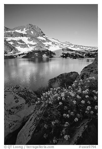 Flowers, Winnemucca Lake,  and Round Top Peak, sunrise. Mokelumne Wilderness, Eldorado National Forest, California, USA (black and white)