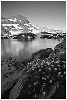 Flowers, Winnemucca Lake,  and Round Top Peak, sunrise. Mokelumne Wilderness, Eldorado National Forest, California, USA ( black and white)