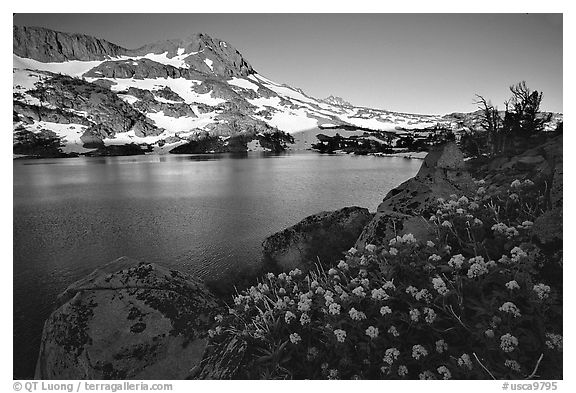 Flowers, Winnemucca Lake, and Round Top Mountain, sunrise. Mokelumne Wilderness, Eldorado National Forest, California, USA (black and white)